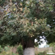 Ανδρόγυνο θεσαλια